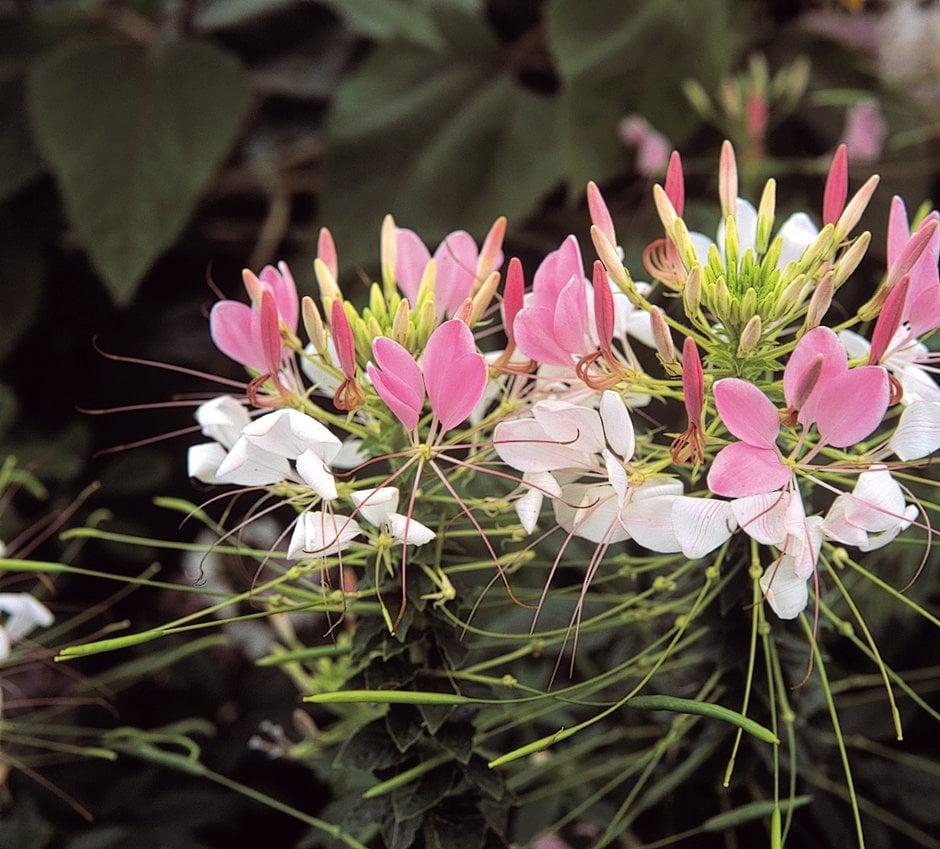 spider flower 'Rose Queen'