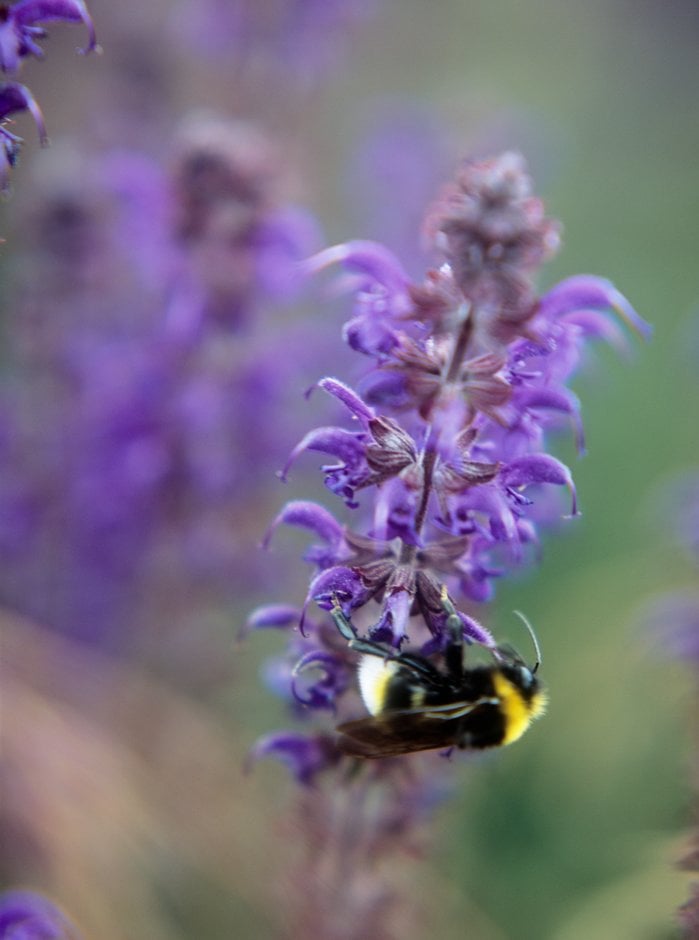 wood sage 'Mainacht'