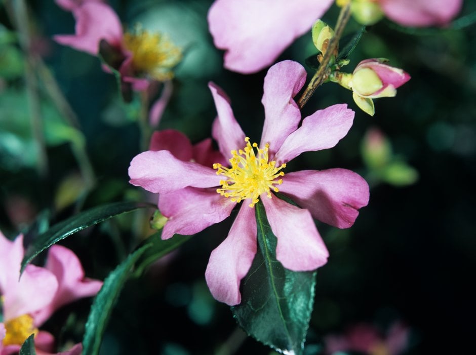 camellia 'Hugh Evans'