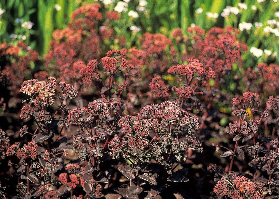 orpine 'Purple Emperor'
