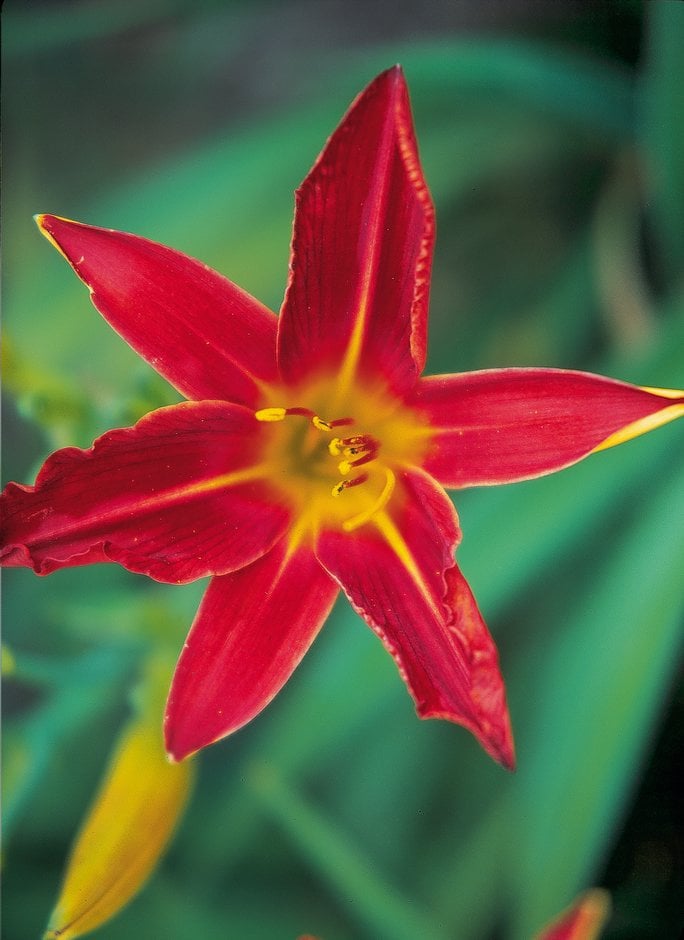 daylily 'Red Precious'