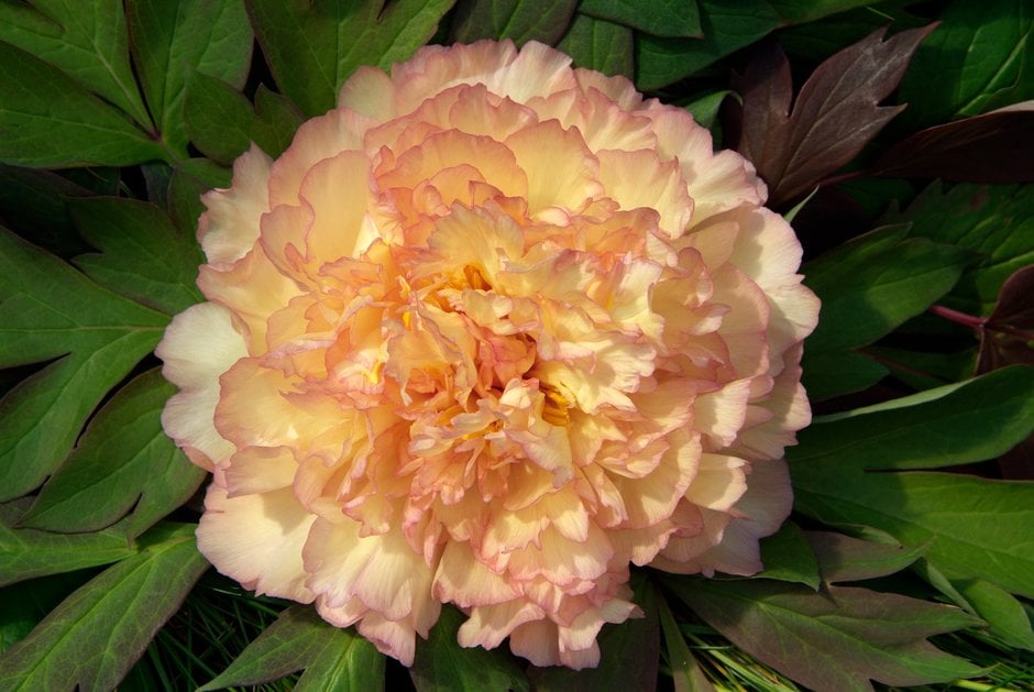 peony 'Souvenir de Maxime Cornu'