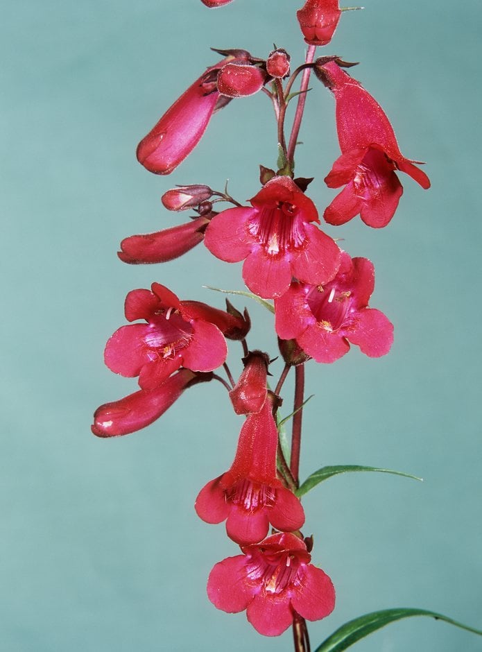 penstemon 'Andenken an Friedrich Hahn'