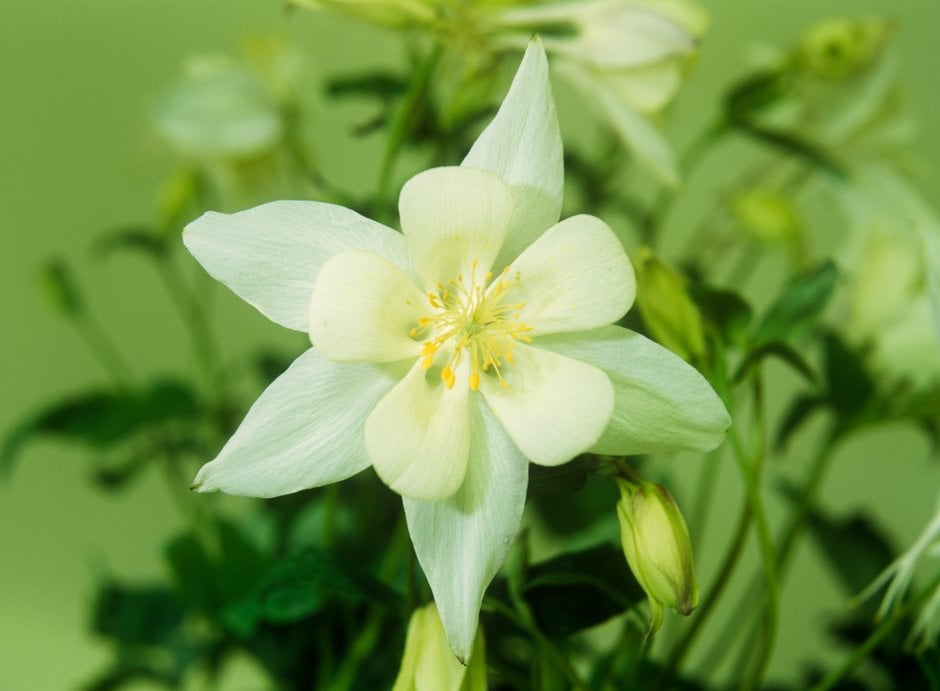 columbine 'Alaska'