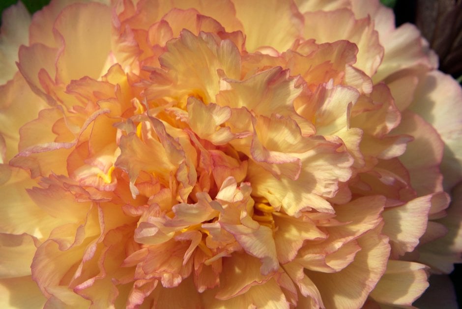 peony 'Souvenir de Maxime Cornu'
