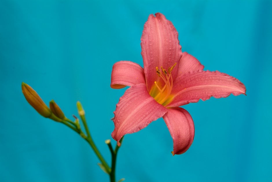 daylily 'Pink Damask'
