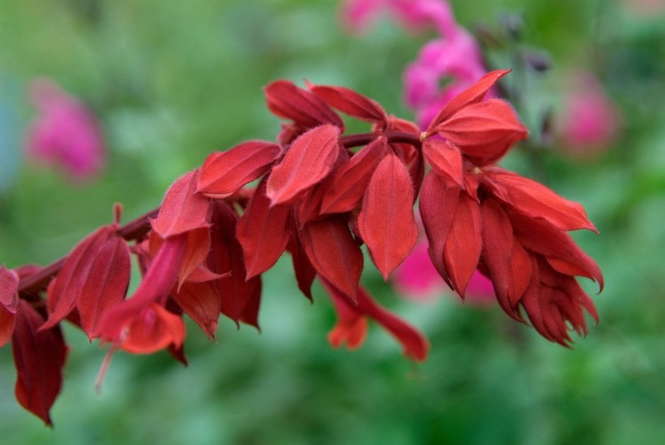 scarlet-flowered sage 'Van-Houttei'