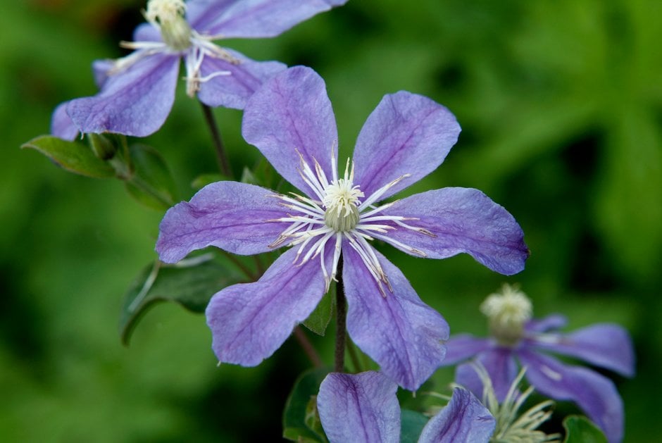 clematis 'Arabella'