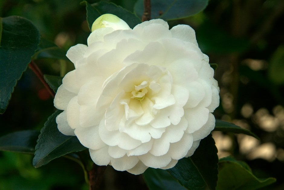 camellia 'Fuji-no-mine'