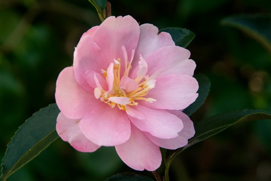 camellia 'Mignonne'