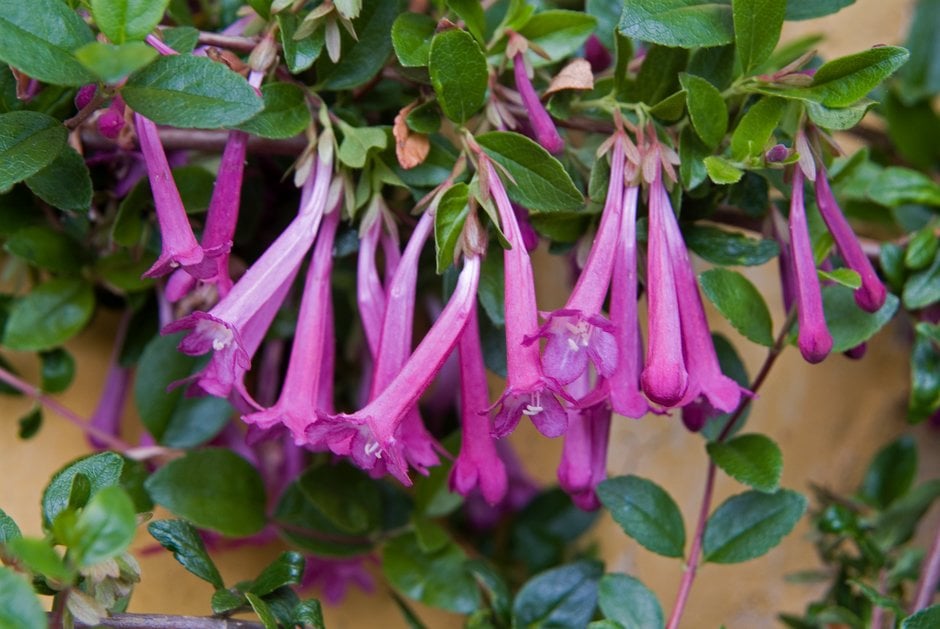 freely-flowering vesalea