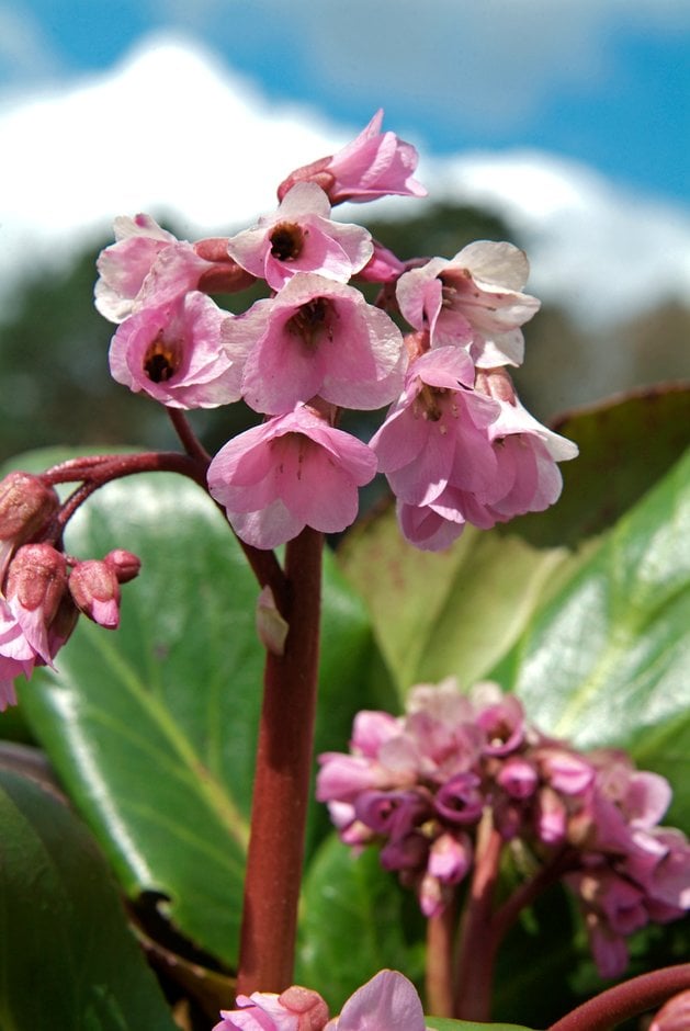 elephant's ears 'Wintermärchen'