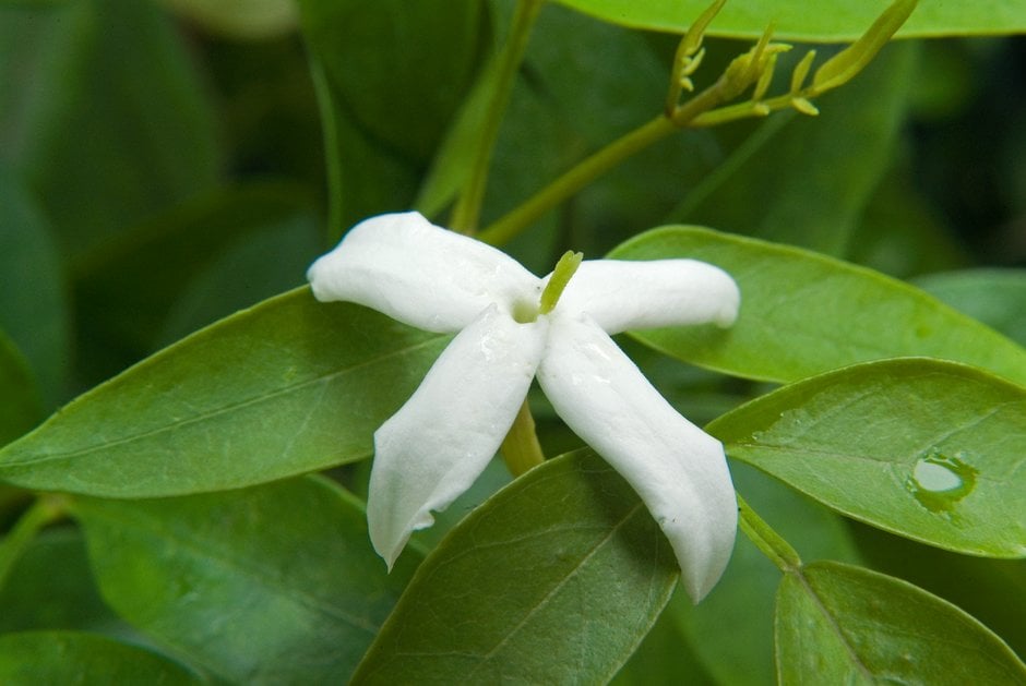 white Azorean jasmine