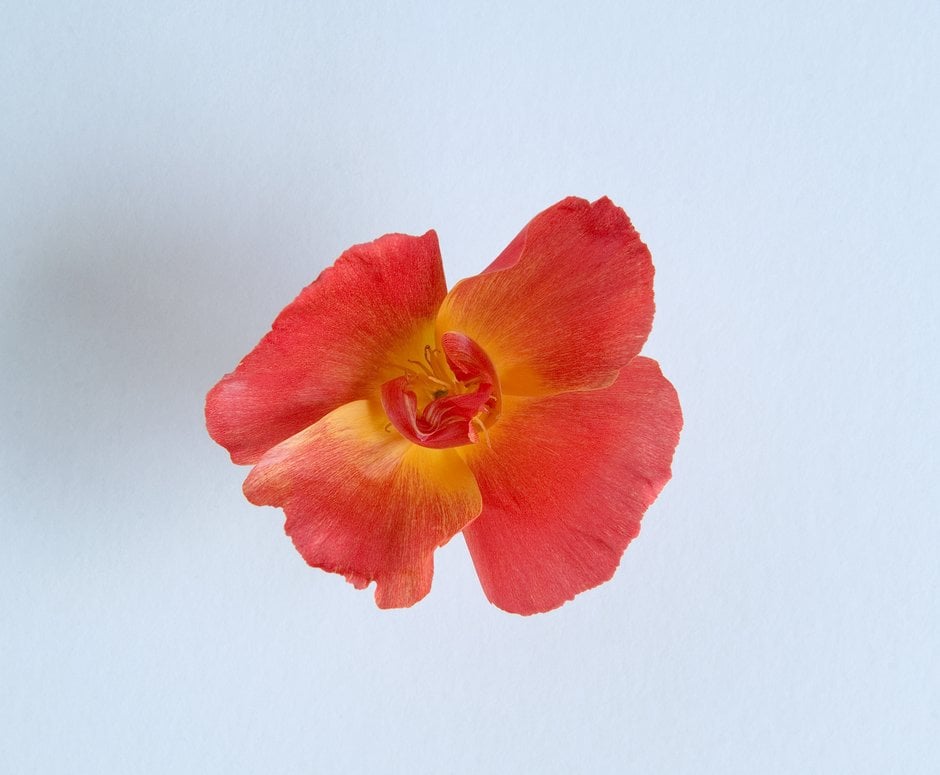 California poppy 'Strawberry Fields'
