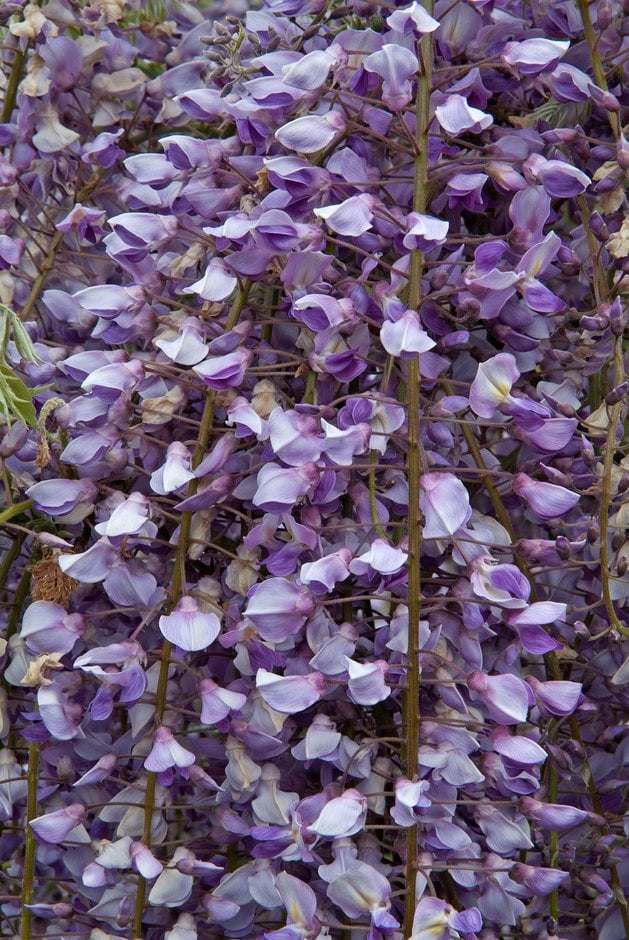 pinnate-leaved many flowered Japanese wisteria