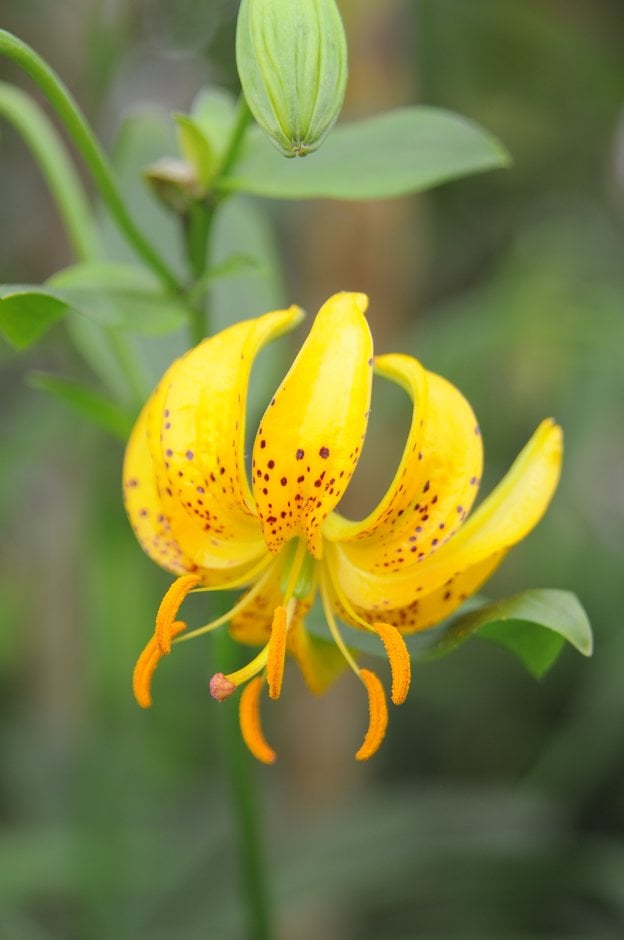 Japanese Turk's cap lily