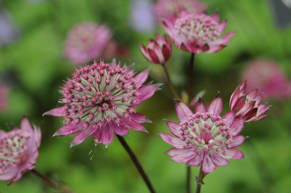 masterwort 'Burgundy Manor'