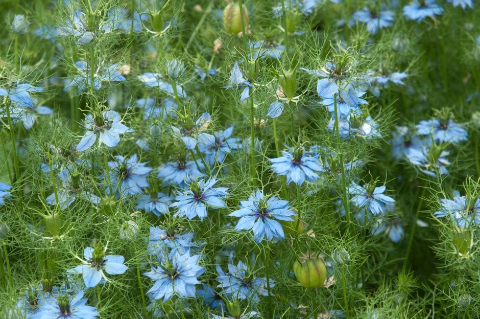 love-in-a-mist