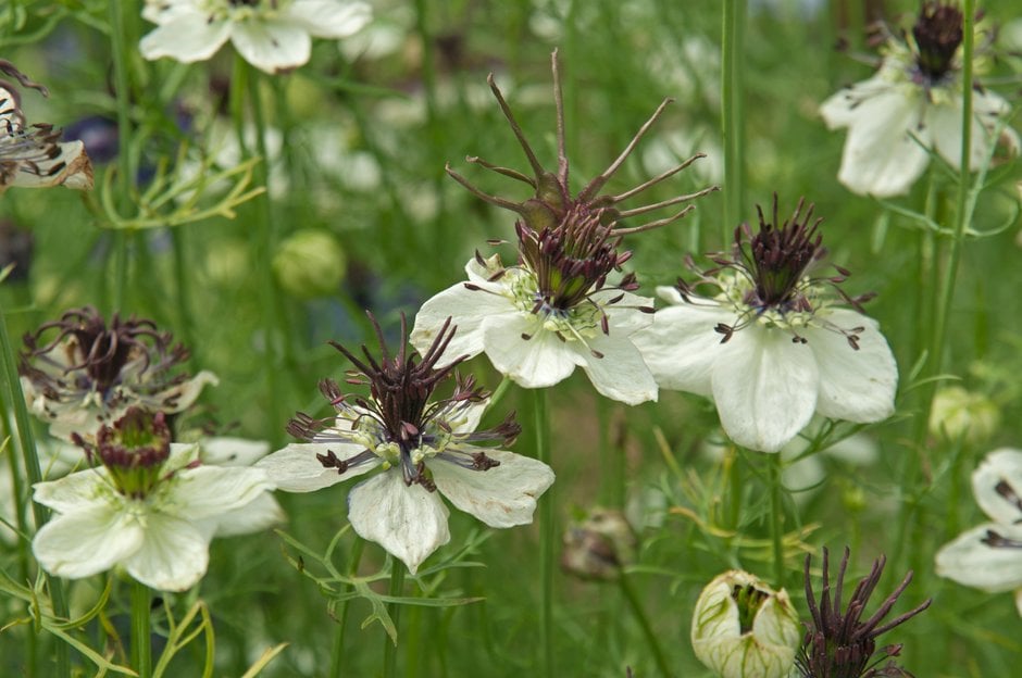 love-in-a-mist 'African Bride'