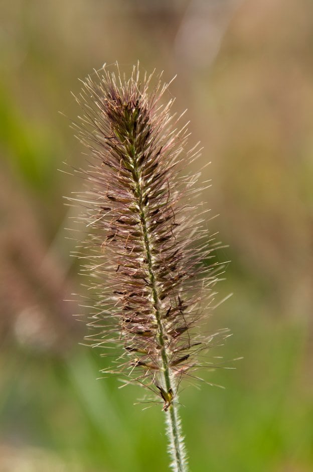 Chinese fountain grass 'Hameln'
