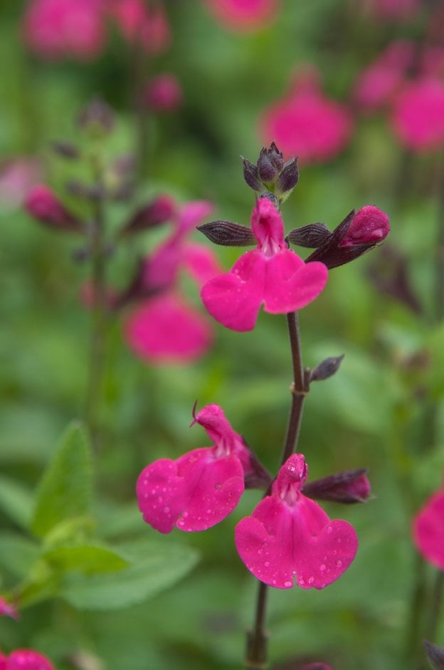 baby sage 'Cerro Potosi'