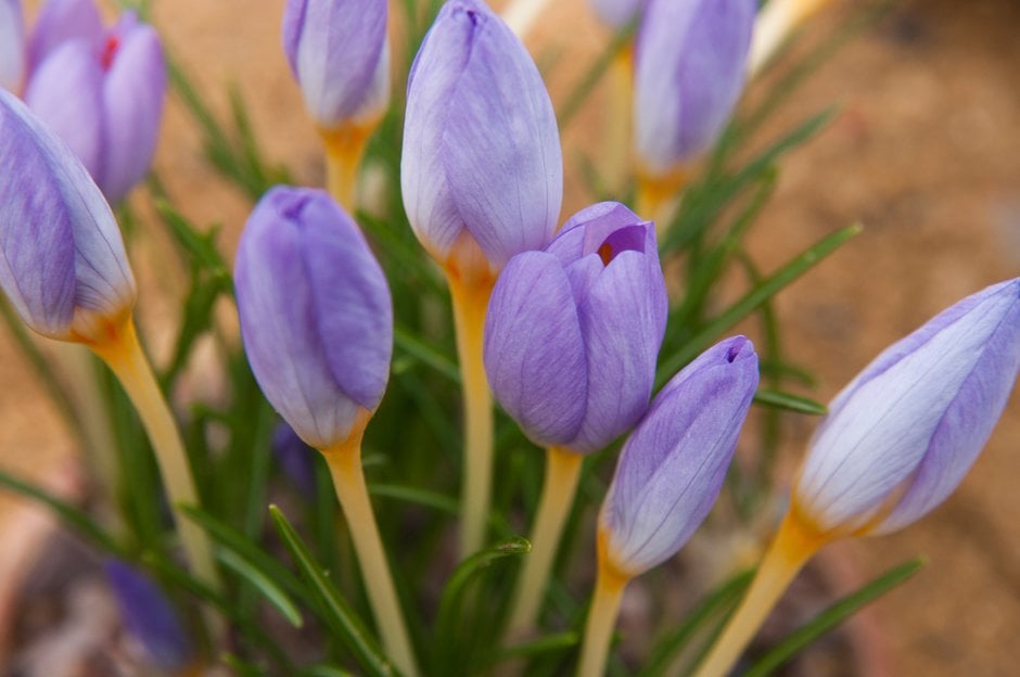 long-flowered crocus