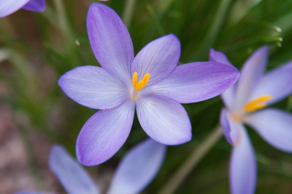 fall crocus