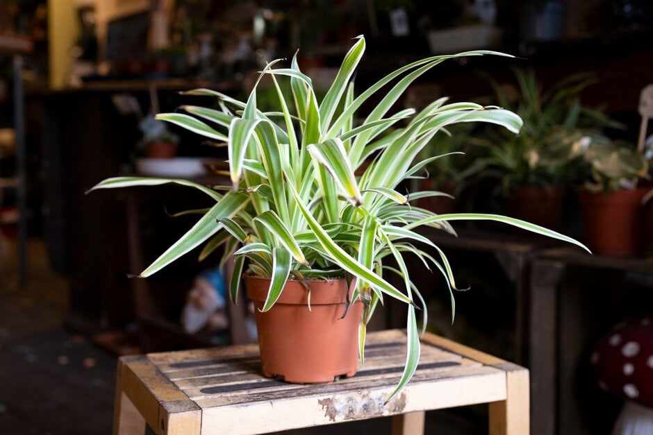 spider plant