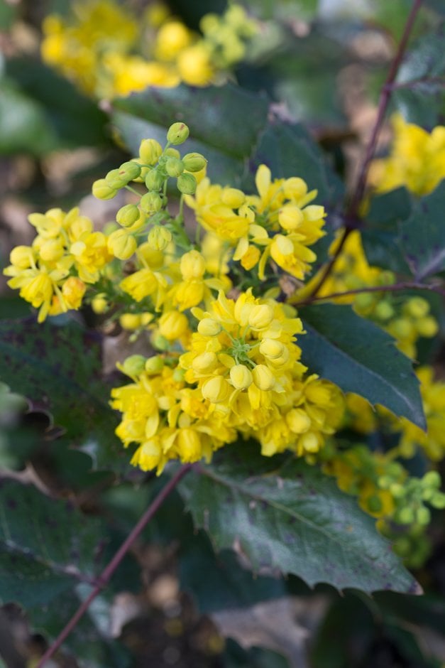 Oregon grape 'Apollo'
