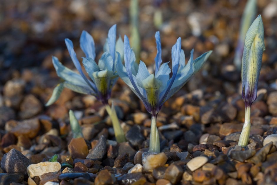 iris 'Katharine Hodgkin'