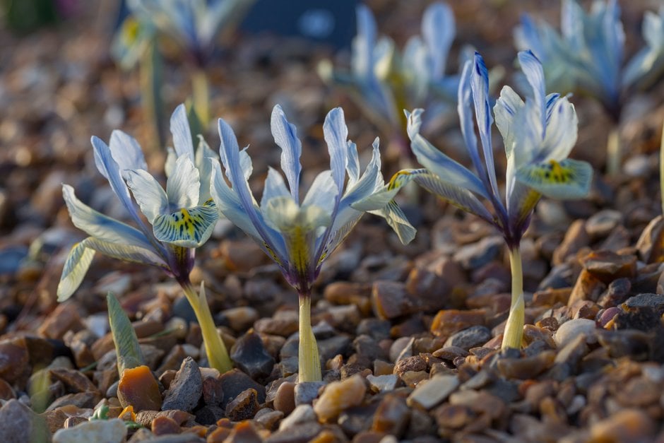 iris 'Katharine Hodgkin'