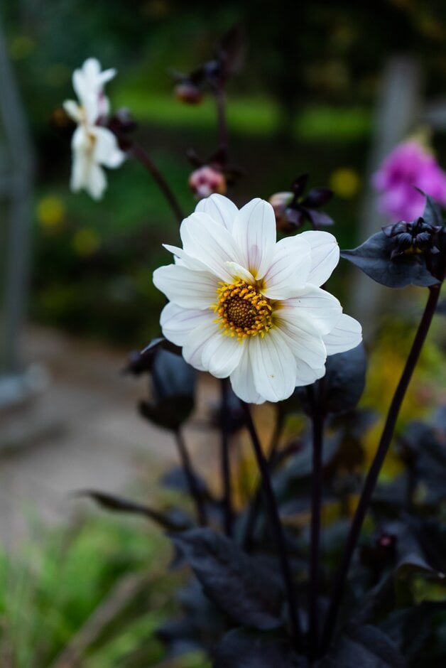dahlia 'Twyning's After Eight'