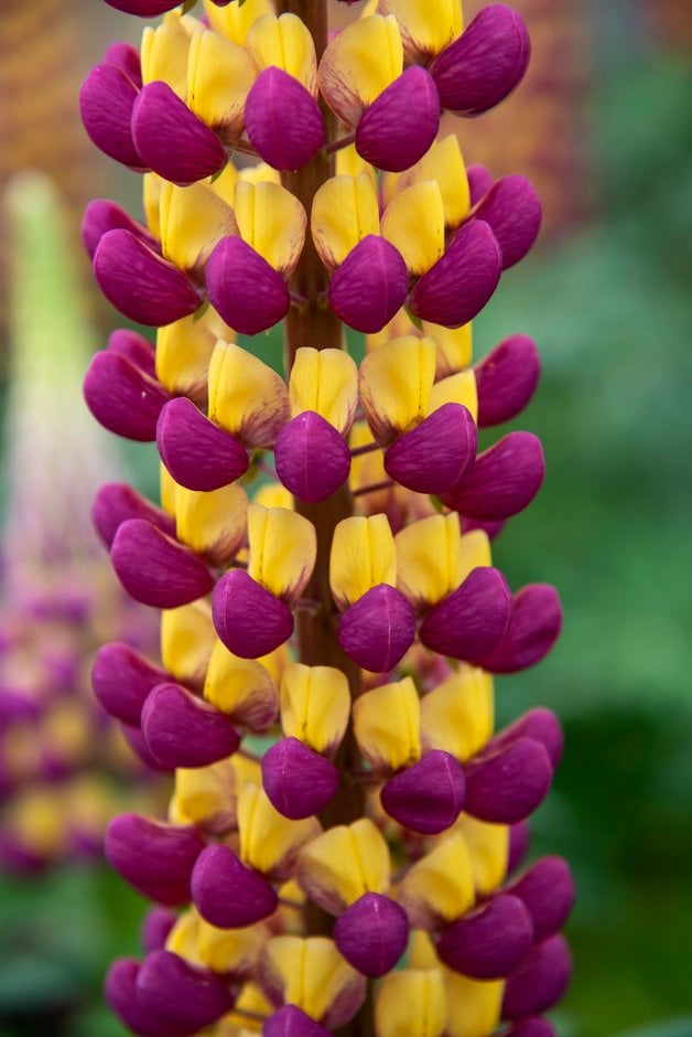 lupin 'Manhattan Lights'