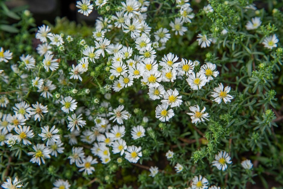 heath aster 'Snow Flurry'