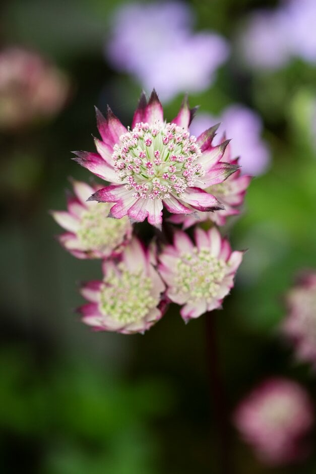 masterwort 'Burgundy Manor'