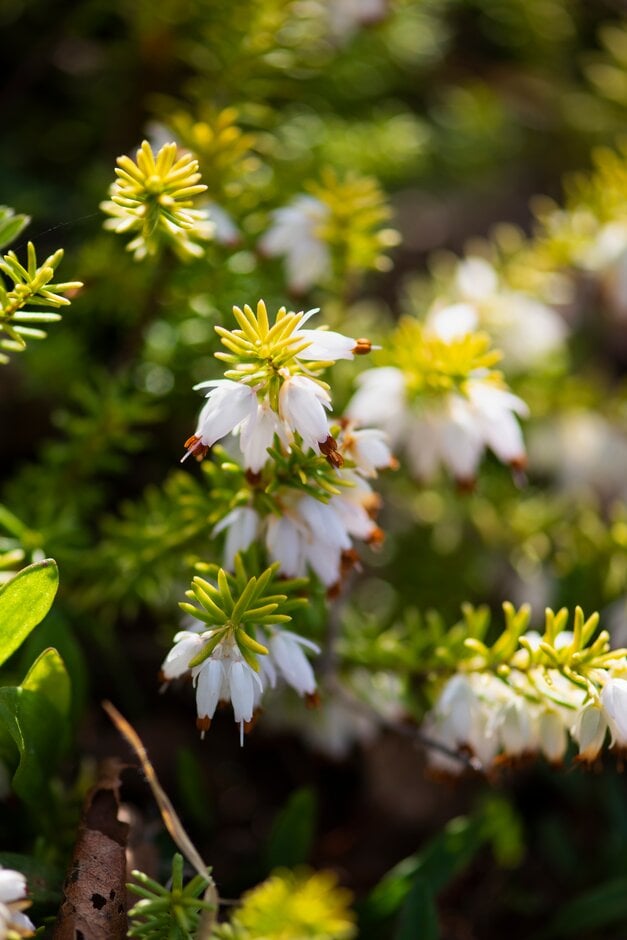 heather 'Golden Starlet'