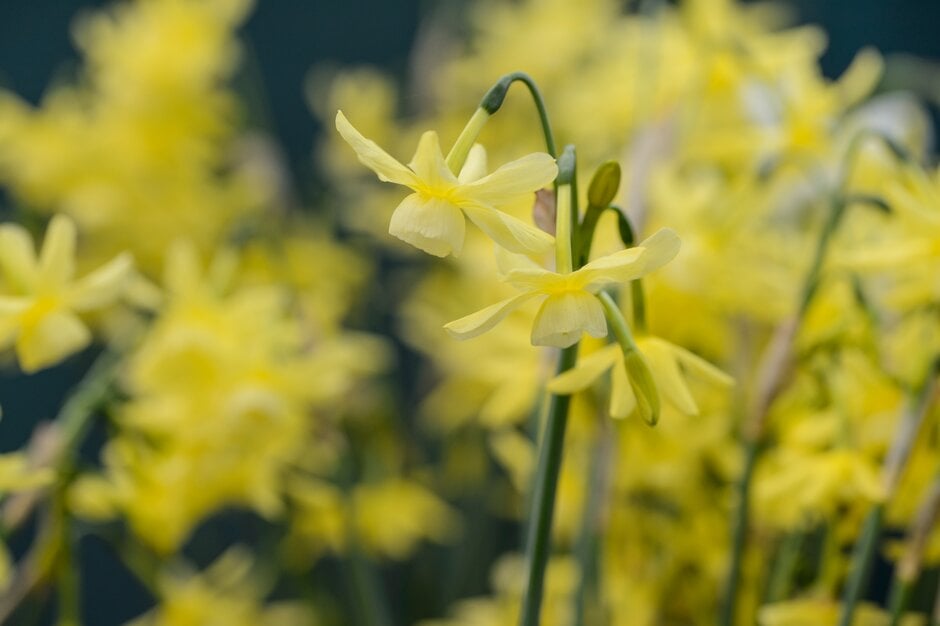 daffodil 'Hawera'
