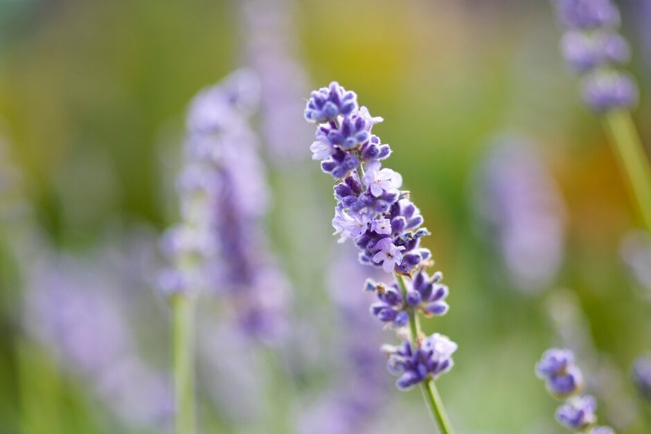 English lavender [Melissa Lilac]