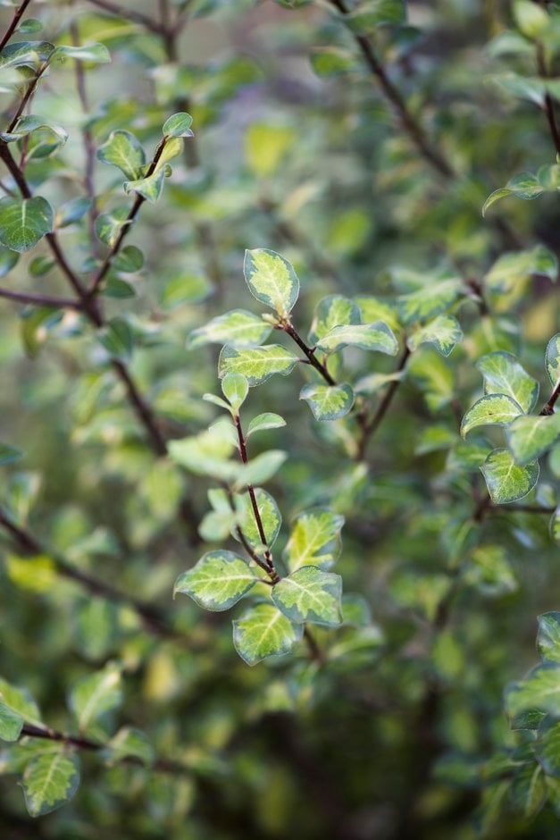 tawhiwhi 'Tandara Gold'