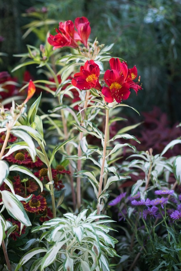 Peruvian lily [Rock 'n' Roll]