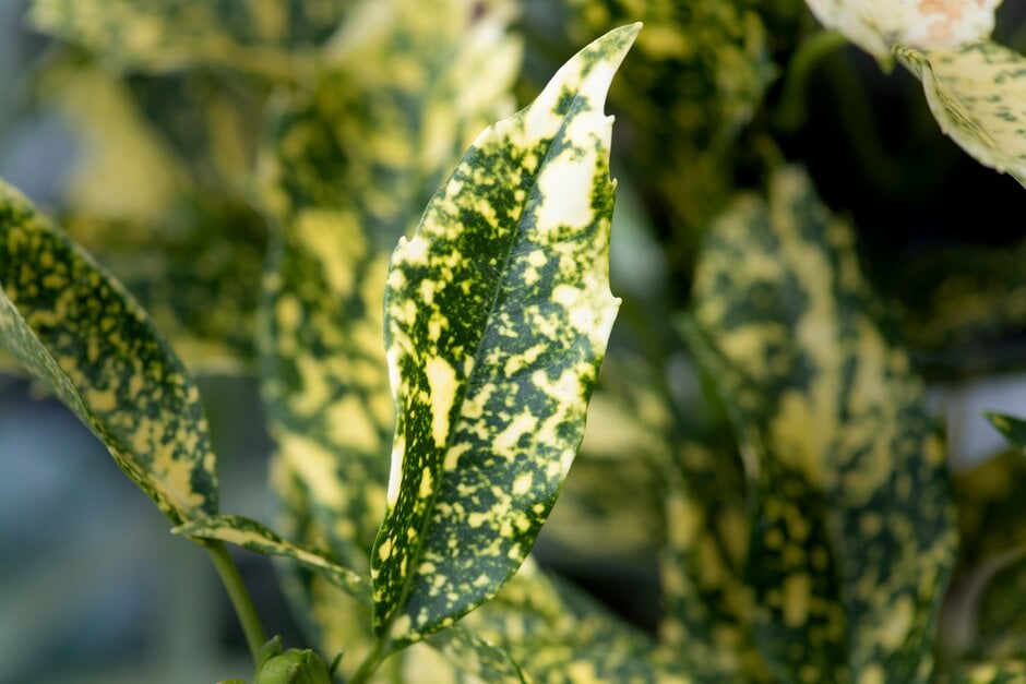Japanese laurel 'Golden King'
