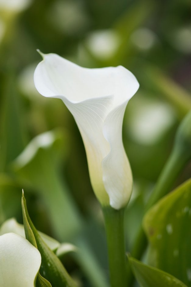 arum lily 'White Flirt'