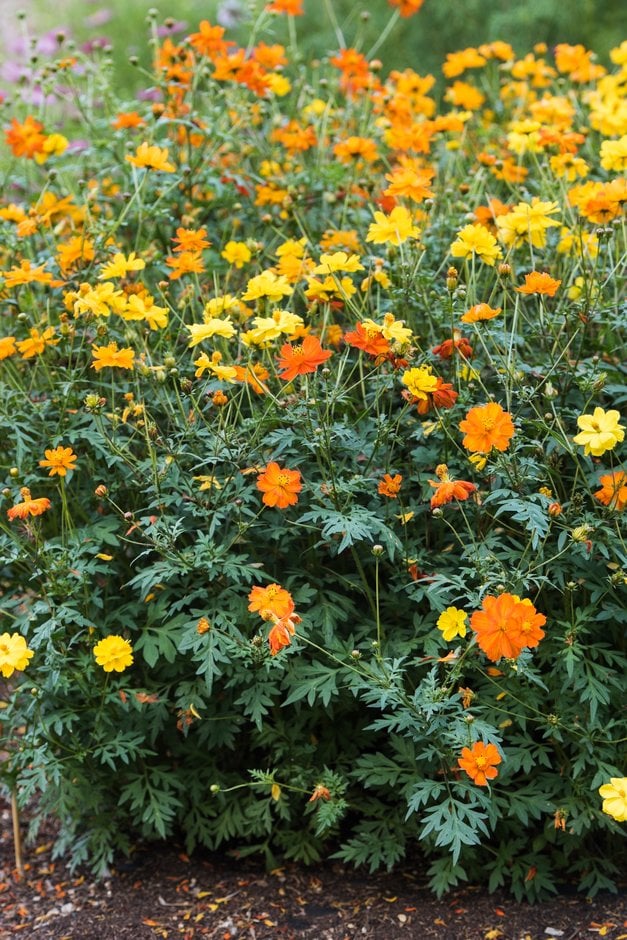 yellow cosmos [Ladybird Mixed]