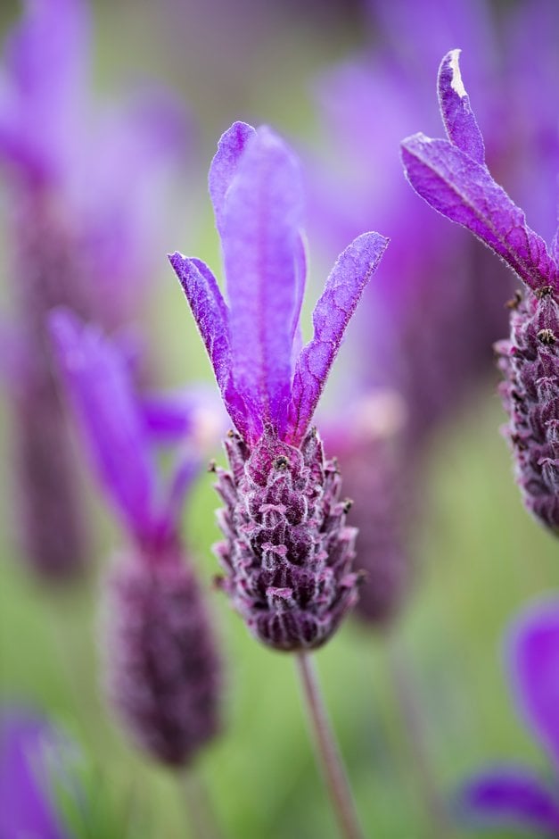 French lavender 'Victory'