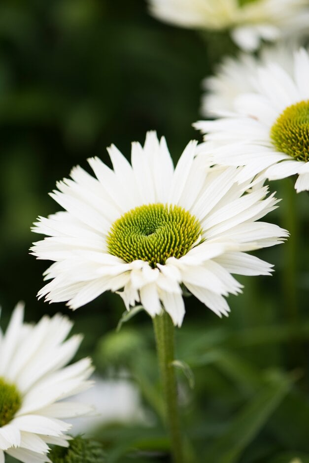 purple coneflower 'Virgin'