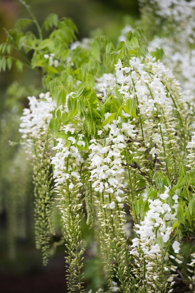white Japanese wisteria