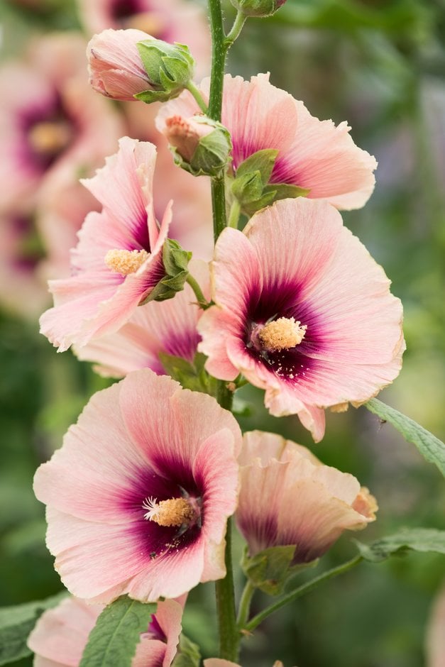 hollyhock 'Halo Apricot'