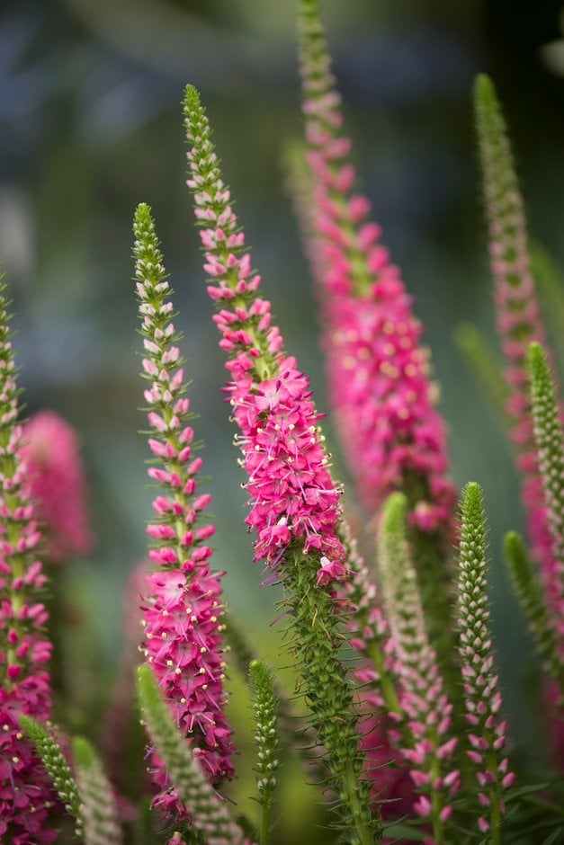 spiked speedwell 'Rotfuchs'