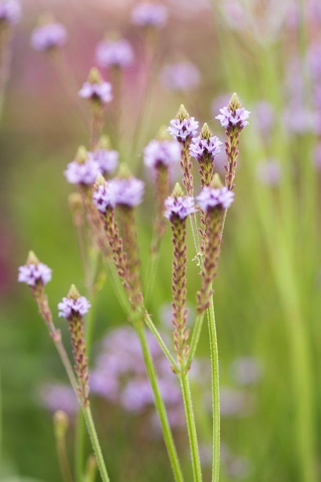 mountain blue vervain 'Lavender Spires'