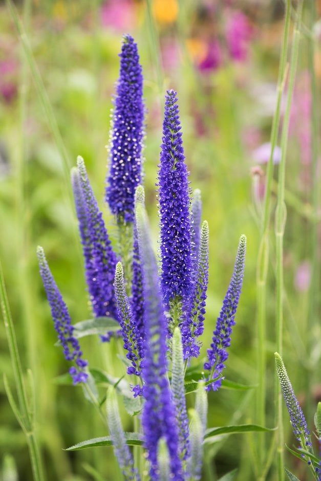 garden speedwell 'Marietta'